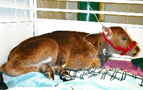 Gaur, endangered species, successfully cloned in U.S.